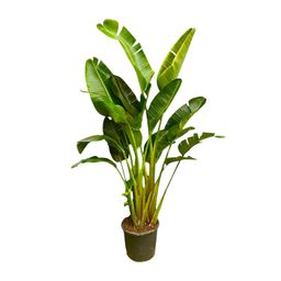 Strelitzia Augusta multi stam XXL - 250 cm - ø30-40 (8721055694090)