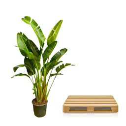 Strelitzia Augusta multi stam XXL - 250 cm - ø30-40 (8721055694090)