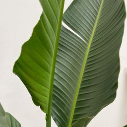Strelitzia Augusta multi stam XXL - 250 cm - ø30-40 (8721055694090)