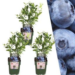 Plants by frank 3 x Bosbessenplanten - Ø 13 cm - ↨ 20 cm (8721001421114)