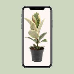 Ficus Elastica Tineke (22100)