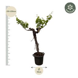 Druivenboom (Vitis Vinifera) stam vertakt - 220cm - ø55 (8721055693338)