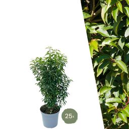 Plants by frank 25 grote Portugese Laurierkers planten voor 10 strekkende meter haag | ↨ 80-100 cm in 12 liter pot (8721001420926)