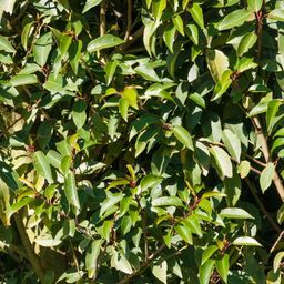 Plants by frank 25 grote Portugese Laurierkers planten voor 10 strekkende meter haag | ↨ 80-100 cm in 12 liter pot (8721001420926)