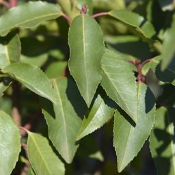 Plants by frank 25 grote Portugese Laurierkers planten voor 10 strekkende meter haag | ↨ 80-100 cm in 12 liter pot (8721001420926)