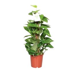 Epipremnum Aureum (8720634287654)