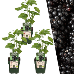 Plants by frank 3 x Biologische bramenplanten - Ø 13 cm - ↨ 20 cm (8721001421152)