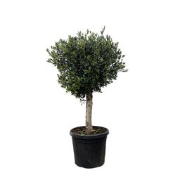 Olea Europaea Lorc - 180cm- Ø50 (8721055693888)