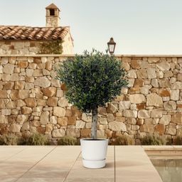 Olea Europaea Lorc - 180cm- Ø50 (8721055693888)