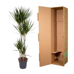 Dracaena Marginata - 180 cm - ø27 (8721055692607)