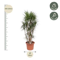 Dracaena Marginata vertakt - 220 cm - ø40 (8721055690252)