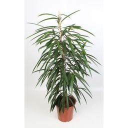 Ficus Binnendijkii Alii 21 Cm (29022)