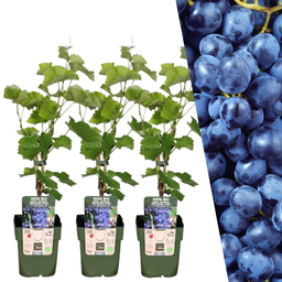 Plants by frank 3 x Biologische Druivenplanten - Ø 13 cm - ↨ 20 cm (8721001421190)