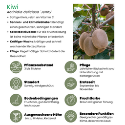 Plants by frank 3 x Biologische kiwiplanten - Ø 13 cm - ↨ 20 cm (8721001421213)