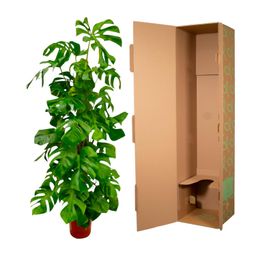 Monstera Deliciosa XXL - 180 cm - ø27 (8721055691891)