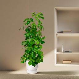 Monstera Deliciosa XXL - 180 cm - ø27 (8721055691891)