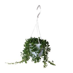 Senecio Herreianus (22443)