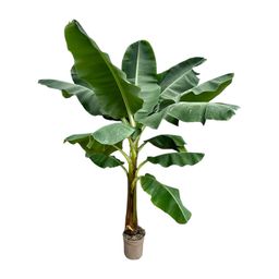 Bananenplant (Musa) - 250 cm - ø30 (8721055691792)