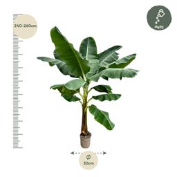 Bananenplant (Musa) - 250 cm - ø30 (8721055691792)