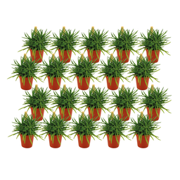 Senecio Himalaya - 20 stuks (23411)
