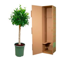 Ficus Nitida op stam - 130 cm - ø30 (8721055691877)