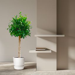Ficus Nitida op stam - 130 cm - ø30 (8721055691877)