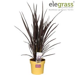 Phormium Rubra Nana (20948)