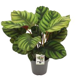 Calathea Fasciata (28914)