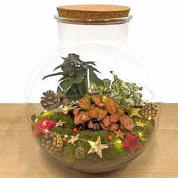 Bolder Bob Bonsai Christmas - DIY (23488)