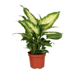 Dieffenbachia Camilla (9601)