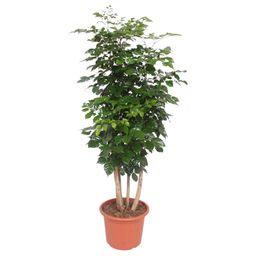 Radermachera Hainanensis - 190 cm - ø40 (8721055691341)