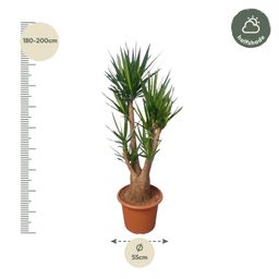 Yucca Elephantipes vertakt - 190 cm - ø55 (8721055691747)