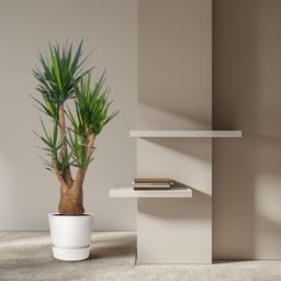 Yucca Elephantipes vertakt - 190 cm - ø55 (8721055691747)