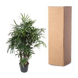 Rhapis Excelsa -200 cm - ø34 (8721055691372)