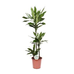 Dracaena Janet Lind (15789)