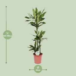 Dracaena Janet Lind (15789)