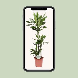 Dracaena Janet Lind (15789)