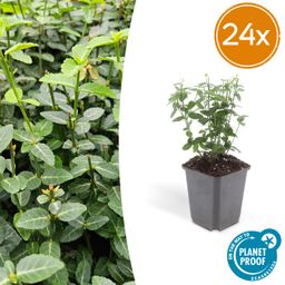 Garden basics 24x Euonymus fortunei radicans - ↕10-25cm - Ø9cm (50410)