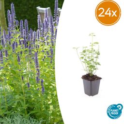 Garden basics 24x Agastache 'Black Adder' - ↕10-25cm - Ø9cm (50356)