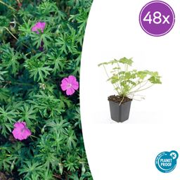 Garden basics 48x Geranium 'Tiny Monster' - ↕10-25cm - Ø9cm (50435)
