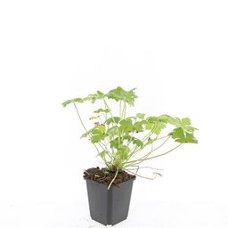Garden basics 48x Geranium 'Tiny Monster' - ↕10-25cm - Ø9cm (50435)