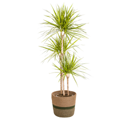 Dracaena Marginata Sunray met mand Ø24cm - ↕130 (48777)