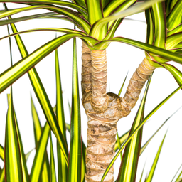 Dracaena Marginata Sunray met mand Ø24cm - ↕130 (48777)