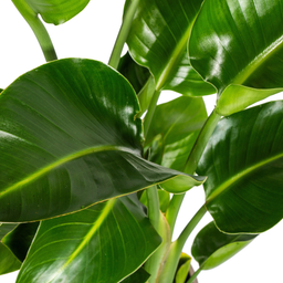 Strelitzia Nicolai met mand Ø21cm - ↕90 (48762)