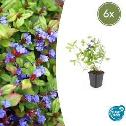 Garden basics 6x Ceratostigma plumbaginoides - ↕10-25cm - Ø9cm (46874)