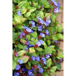 Garden basics 6x Ceratostigma plumbaginoides - ↕10-25cm - Ø9cm (46874)