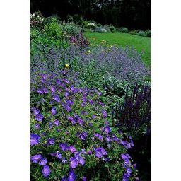 Garden basics 12x Geranium 'Johnson's Blue' - ↕10-25cm - Ø9cm (47778)