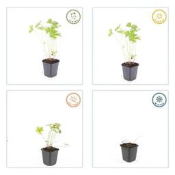 Garden basics 12x Geranium 'Johnson's Blue' - ↕10-25cm - Ø9cm (47778)