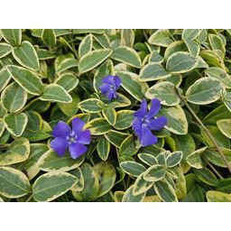 Garden basics 6x Vinca minor 'Aureovariegata' - ↕10-25cm - Ø9cm (48025)