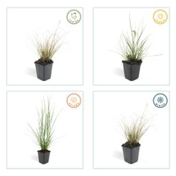 Garden basics 48x Pennisetum alopecuroides 'Hameln' - ↕10-25cm - Ø9cm (50341)
